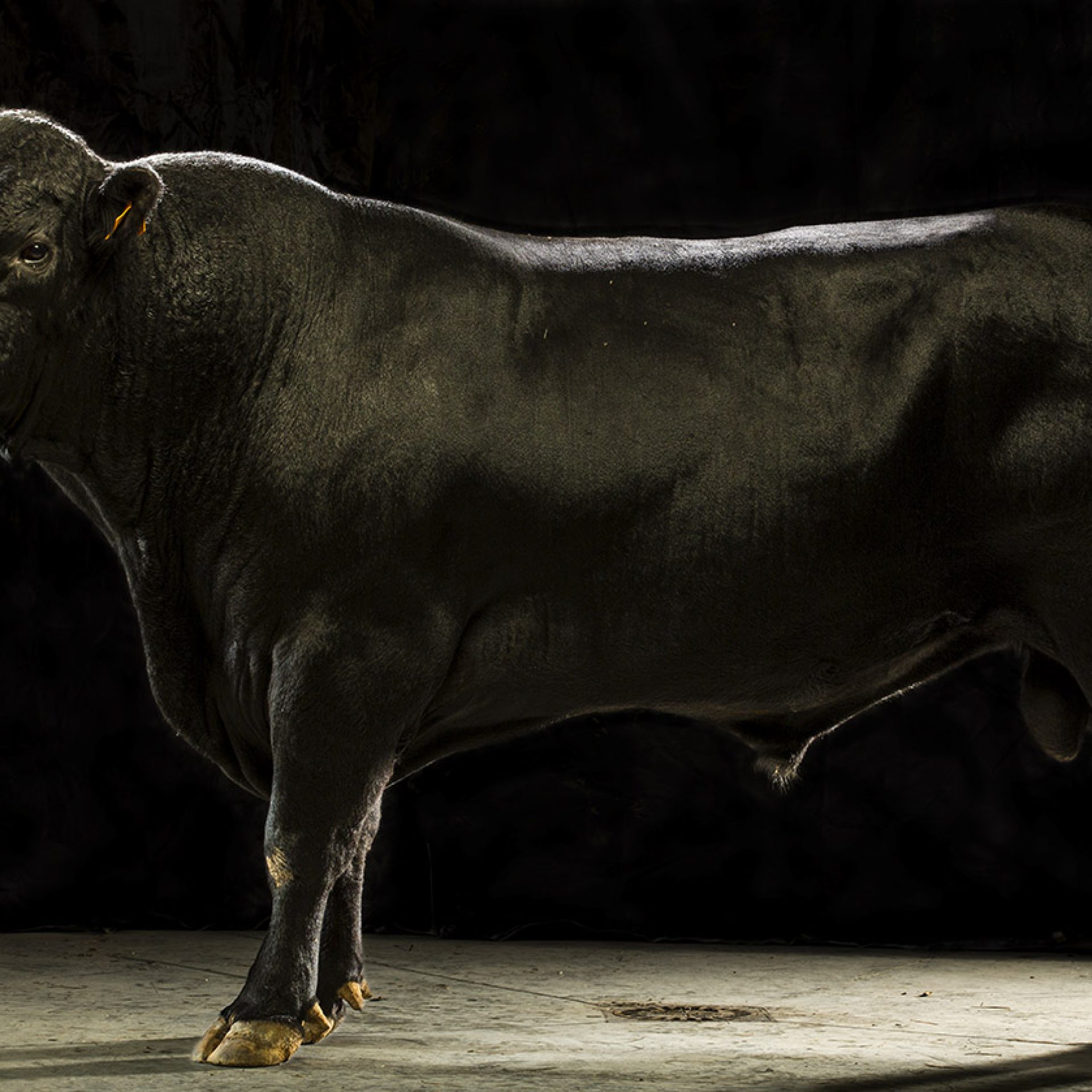 animales (21)