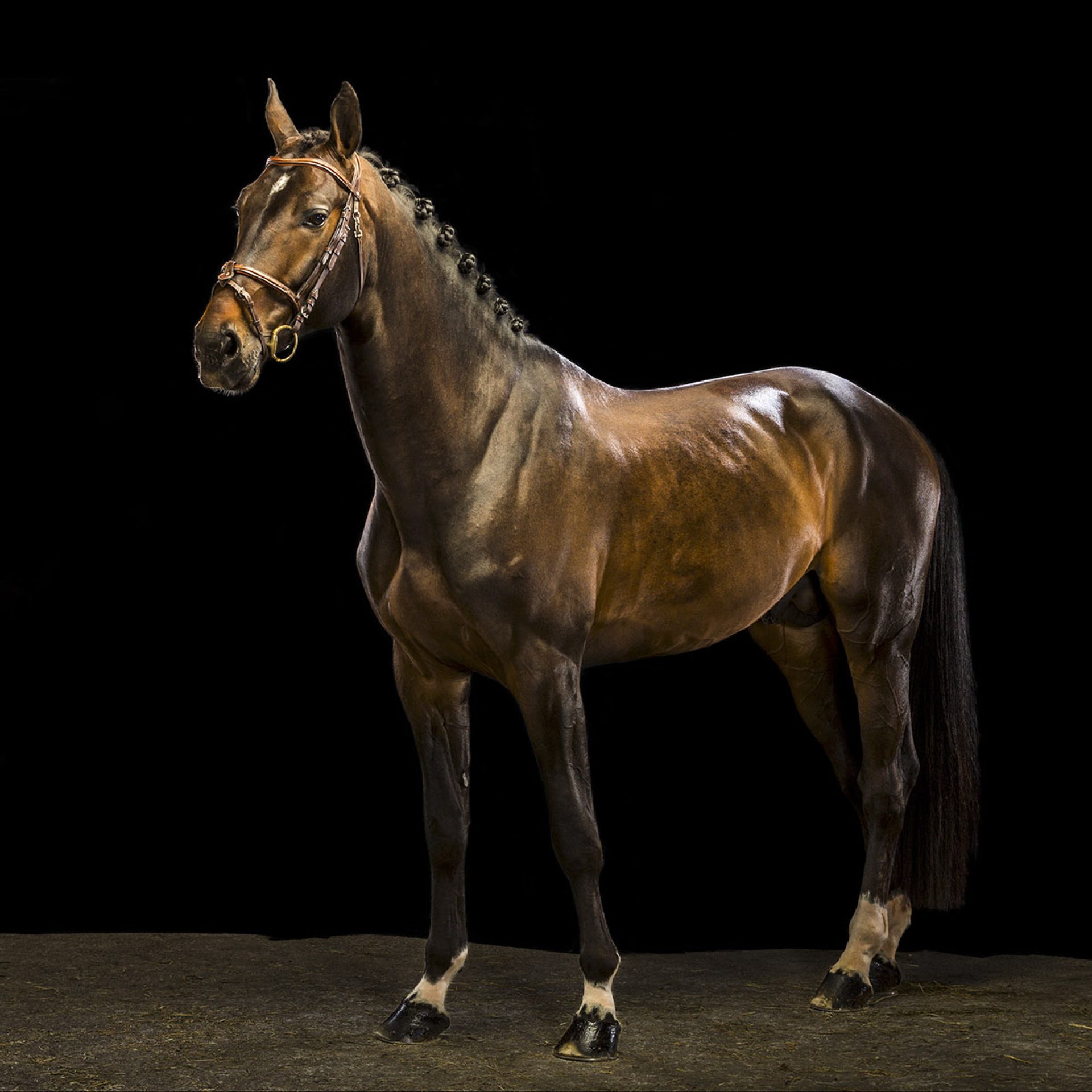 caballo-foto-estudio (1)