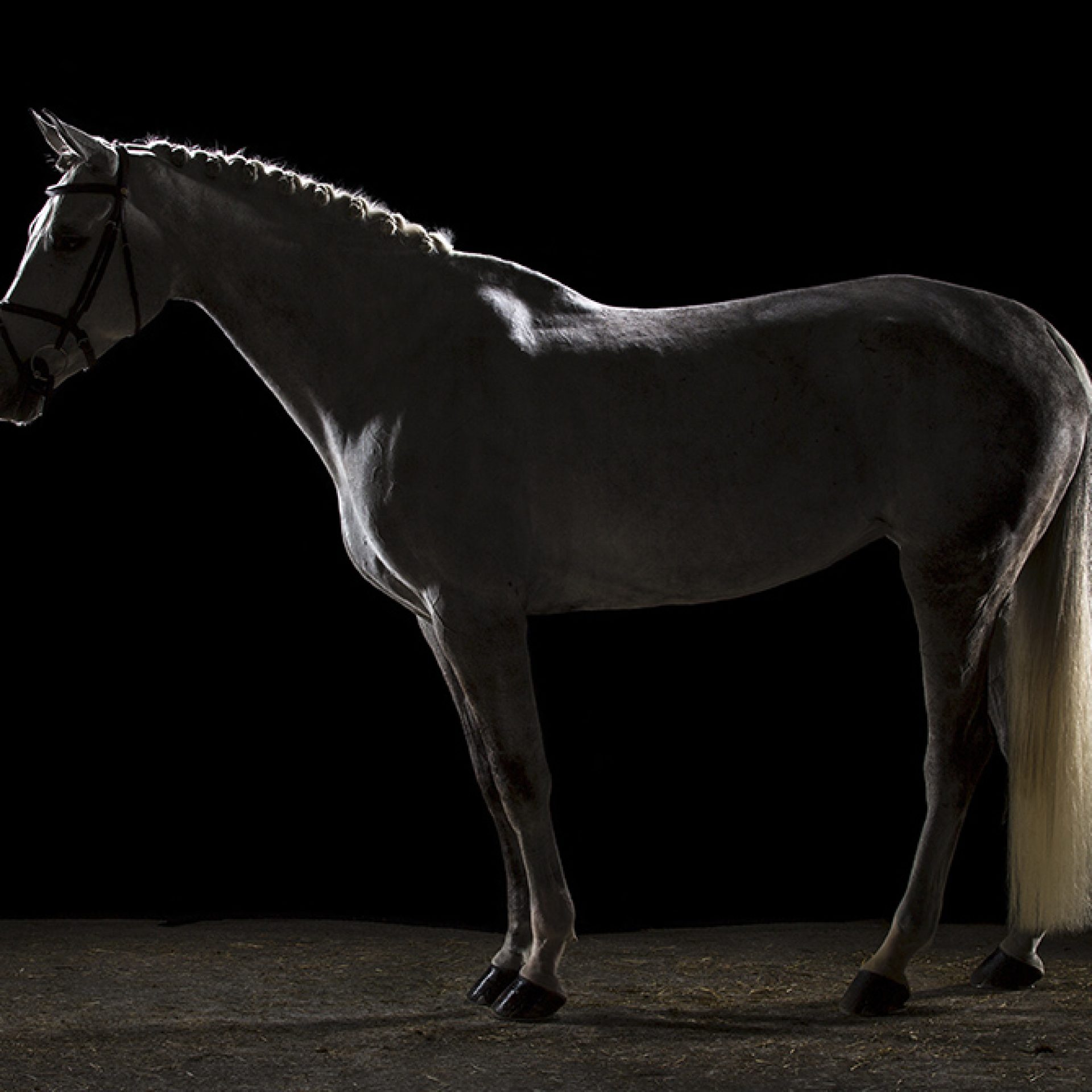 caballo-foto-estudio (11)