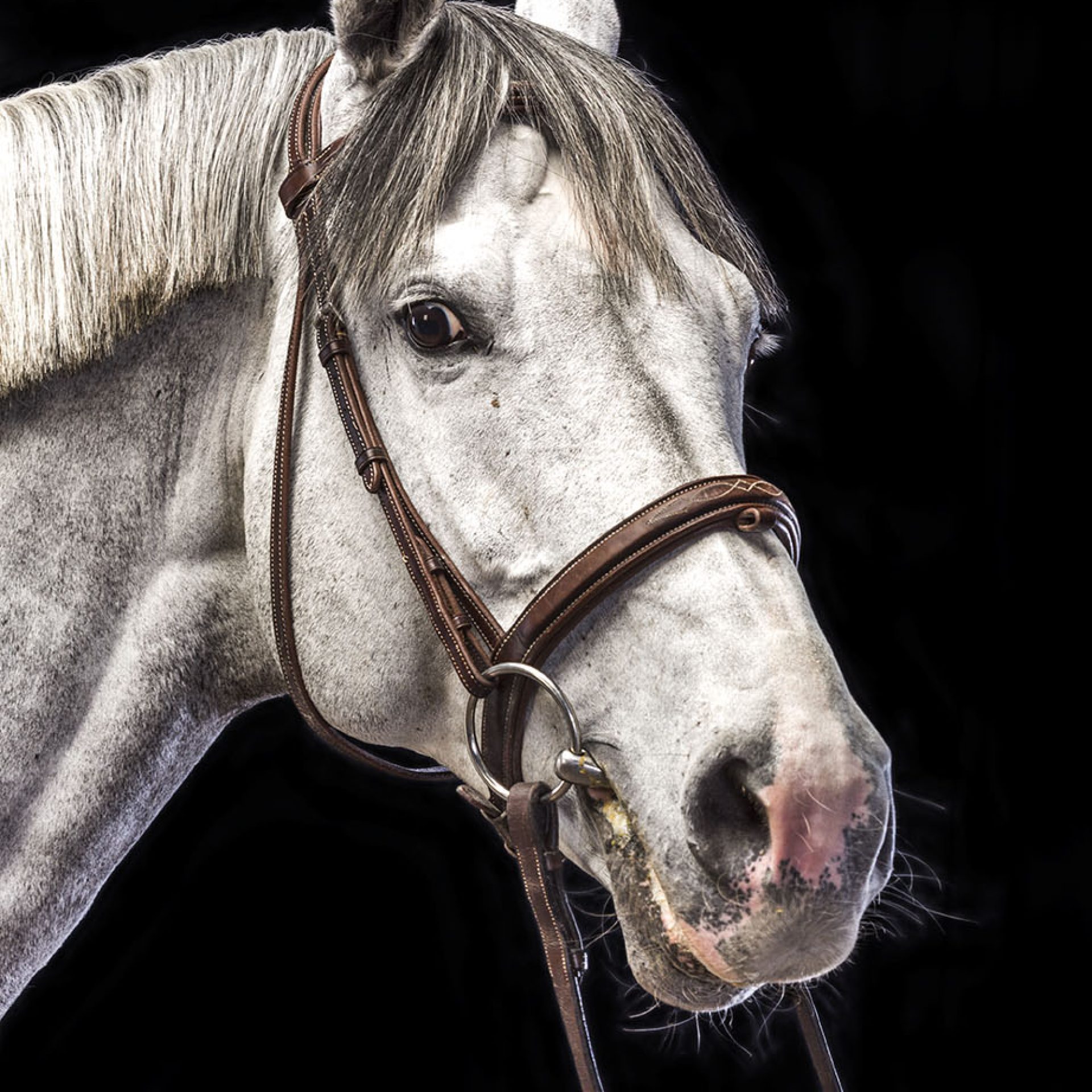 caballo-foto-estudio (3)