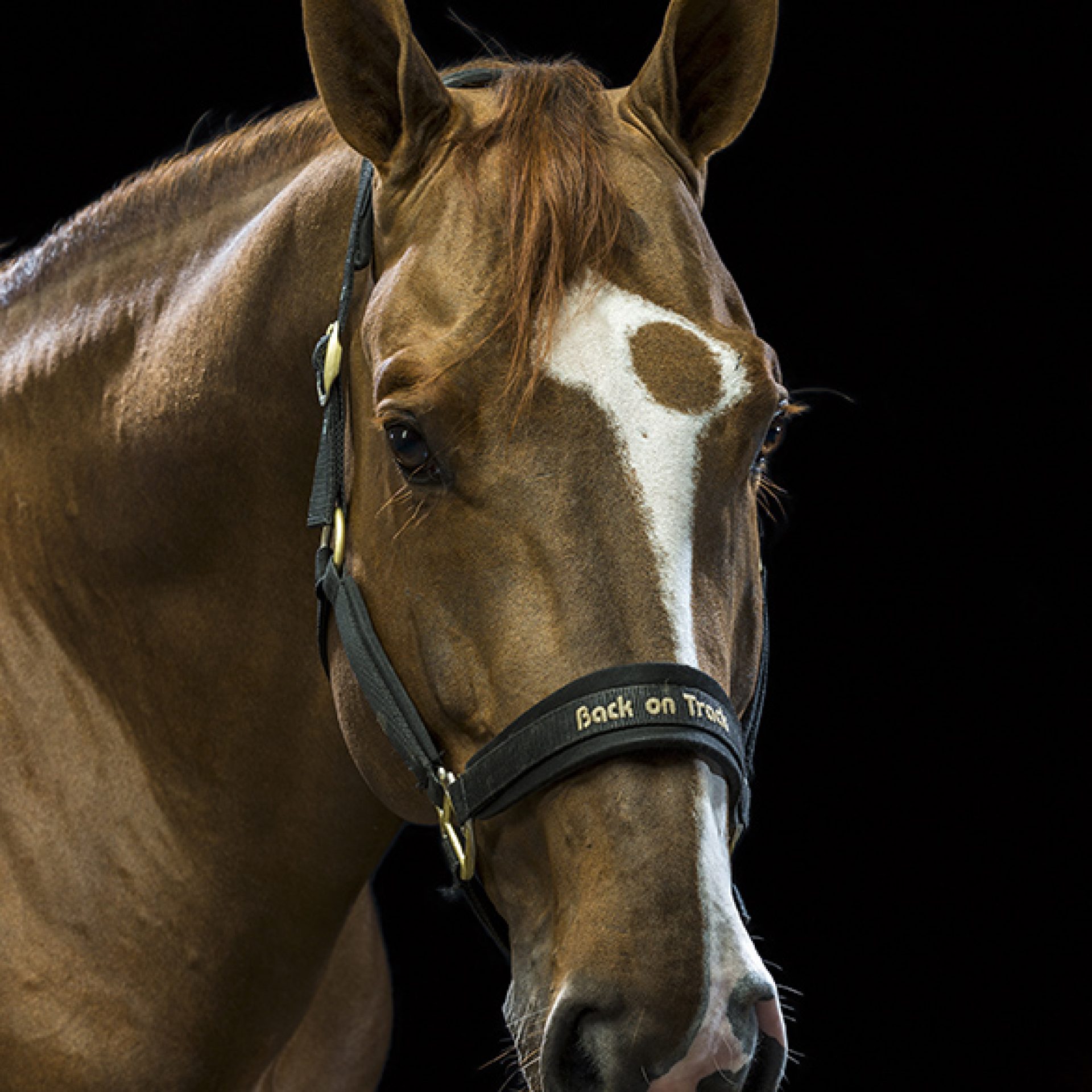 caballo-foto-estudio (4)