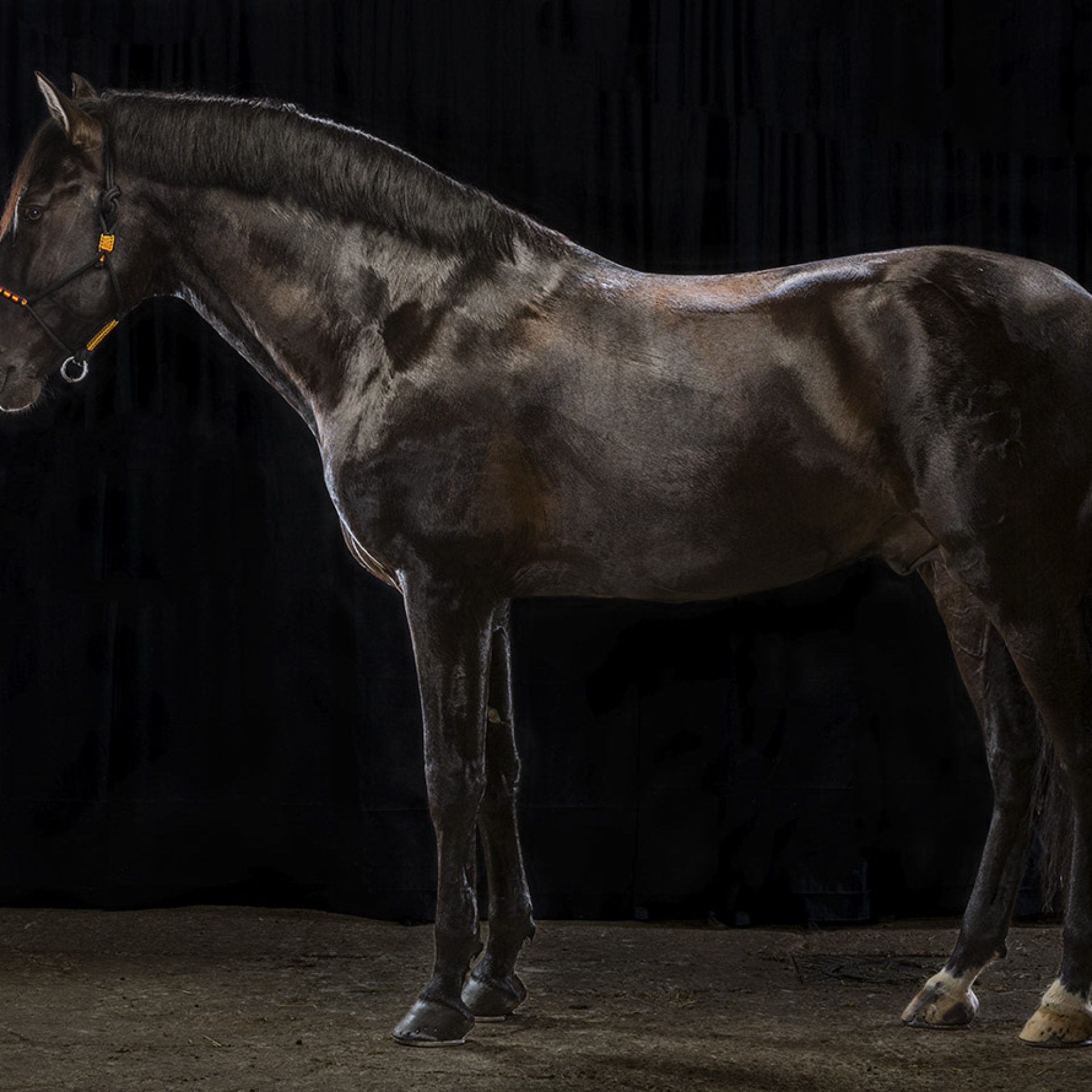 caballo-foto-estudio (5)