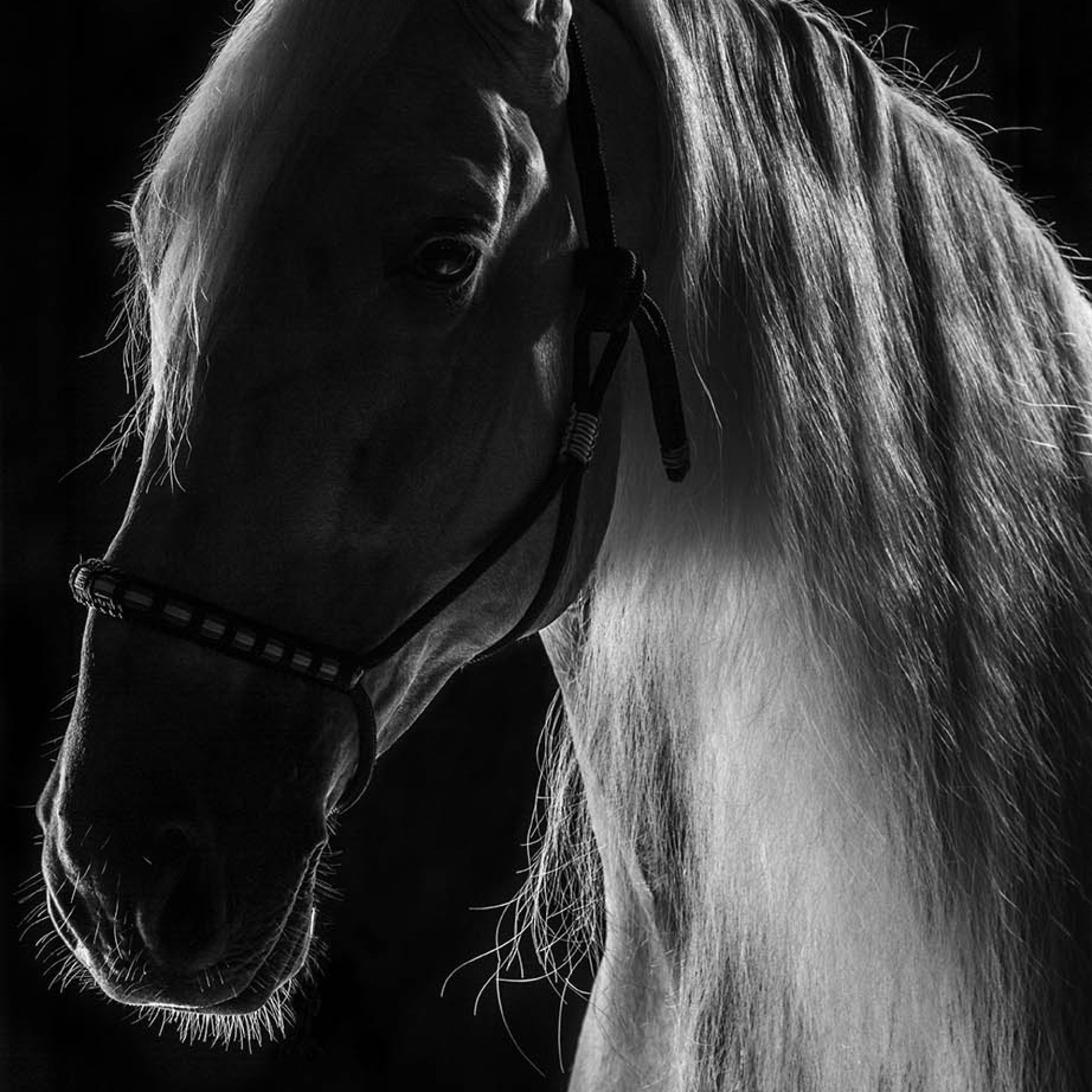 caballo-foto-estudio (8)