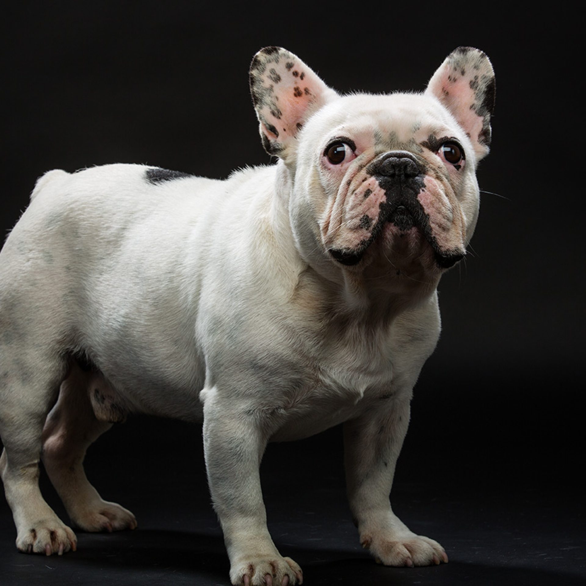 perro-foto-estudio (11)