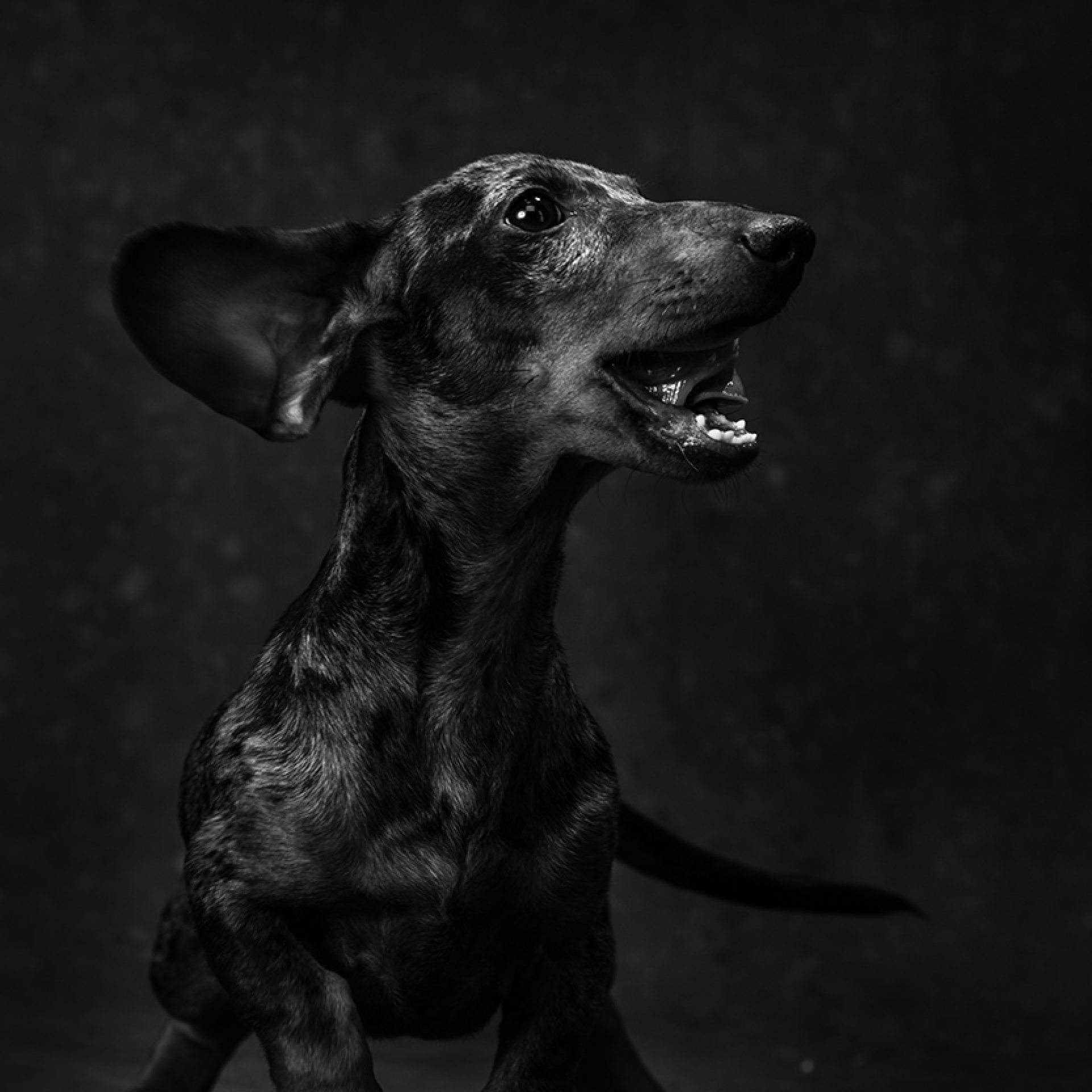 perro-foto-estudio (12)