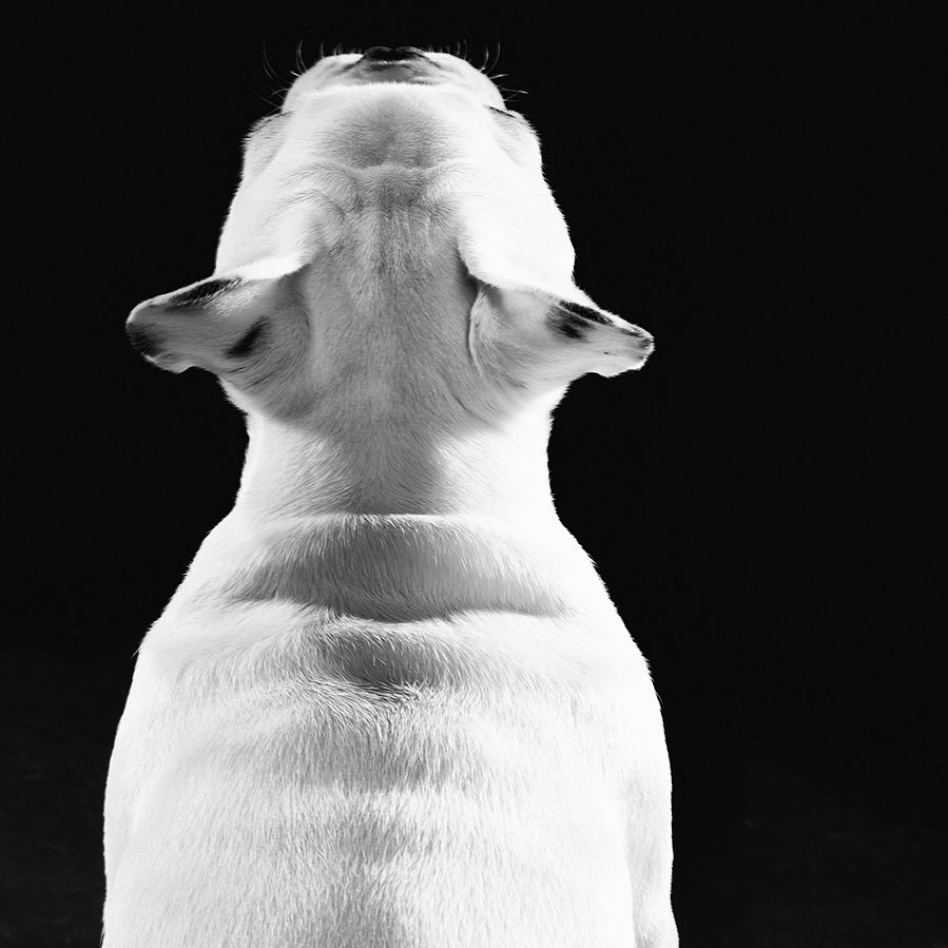perro-foto-estudio (13)