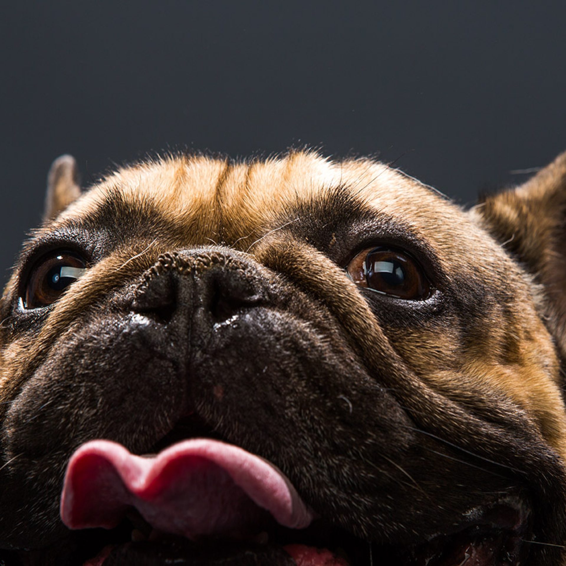 perro-foto-estudio (2)