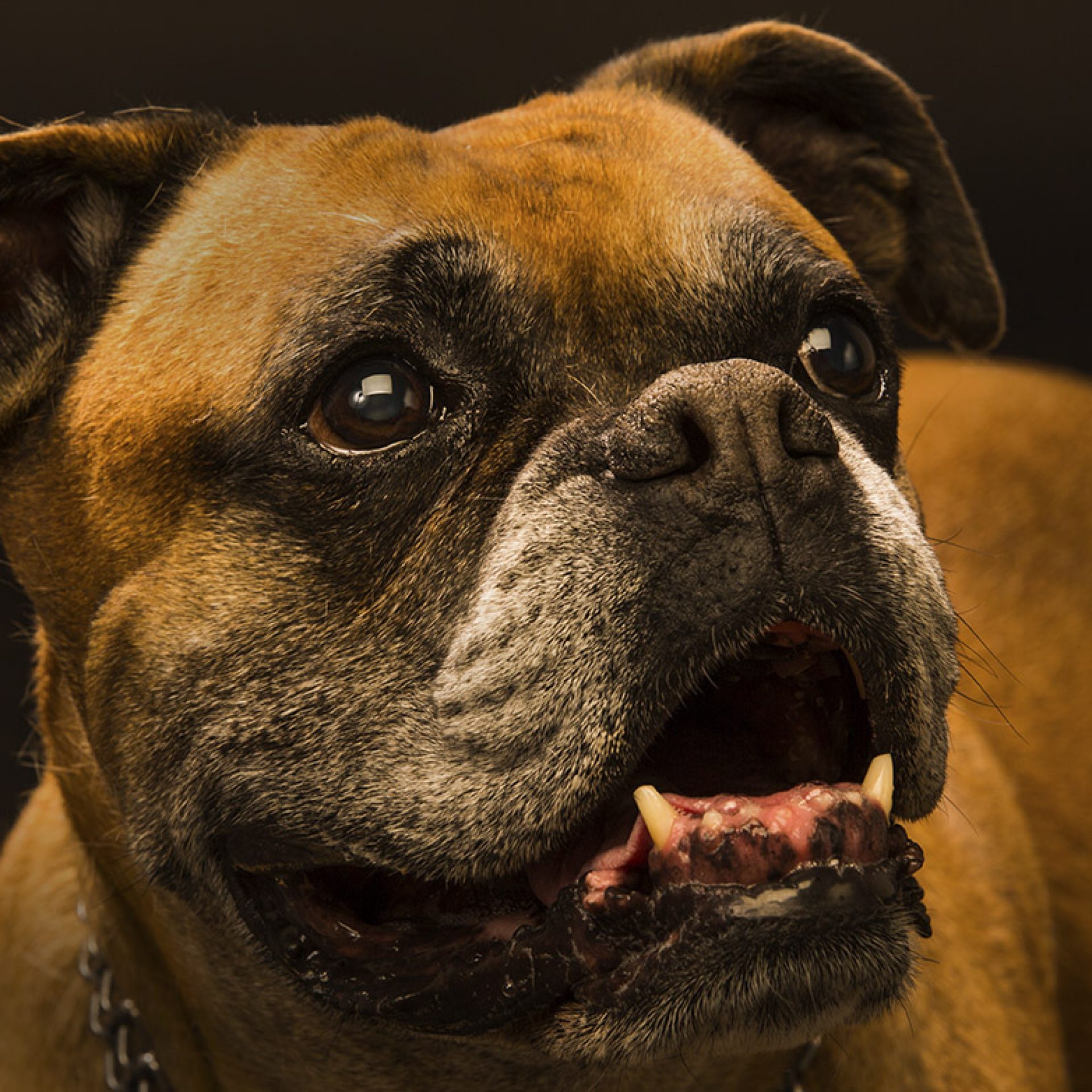 perro-foto-estudio (3)