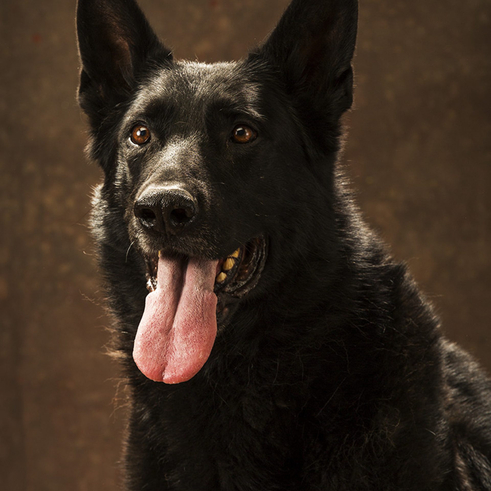 perro-foto-estudio (4)