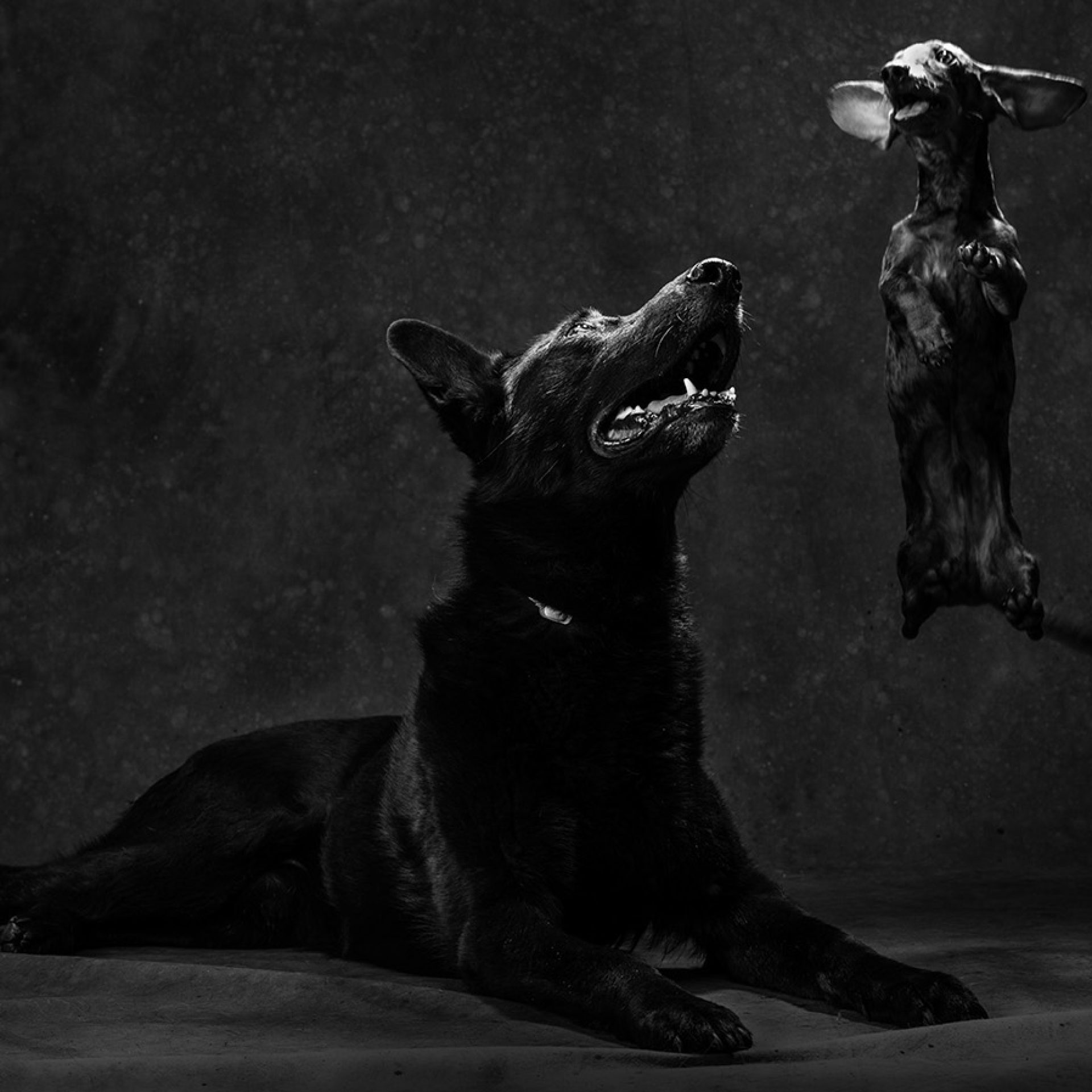 perro-foto-estudio (6)