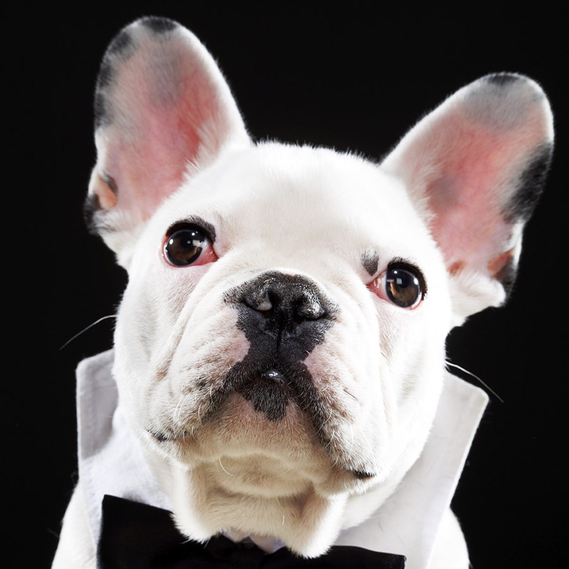 perro-foto-estudio (8)