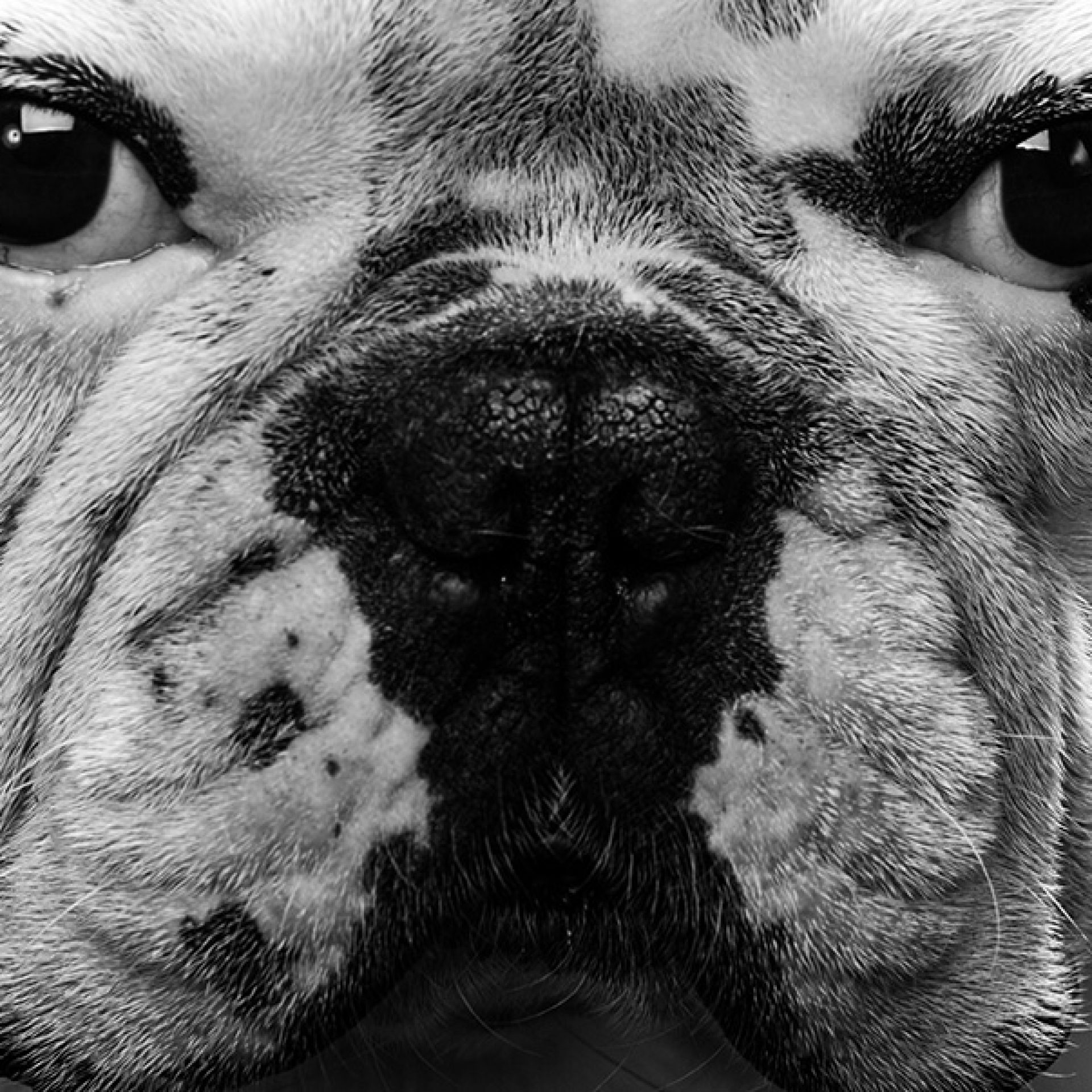 perro-foto-estudio (9)